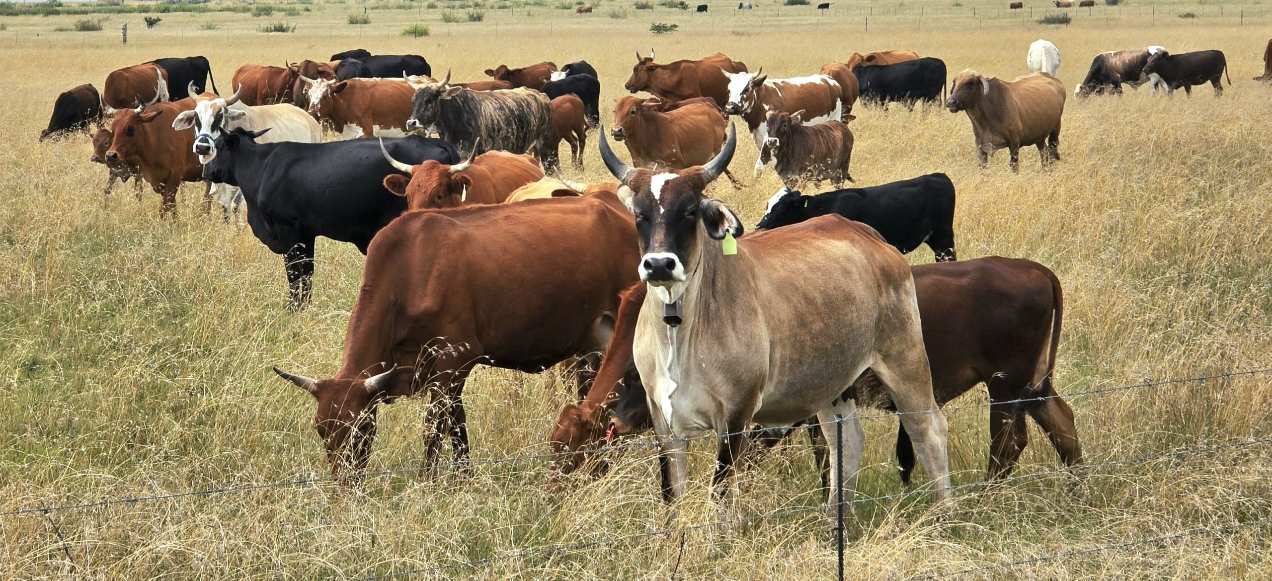 Suid-Afrikaanse beesboere hou die ontwikkeling van Namibië se bek-en-klouseerkrisis fyn dop, aangesien ontwrigting in die handel in speenkalwers en vleis plaaslike beespryse en produsente se winsmarges kan beïnvloed. FOTO: Madli Grobbelaar
