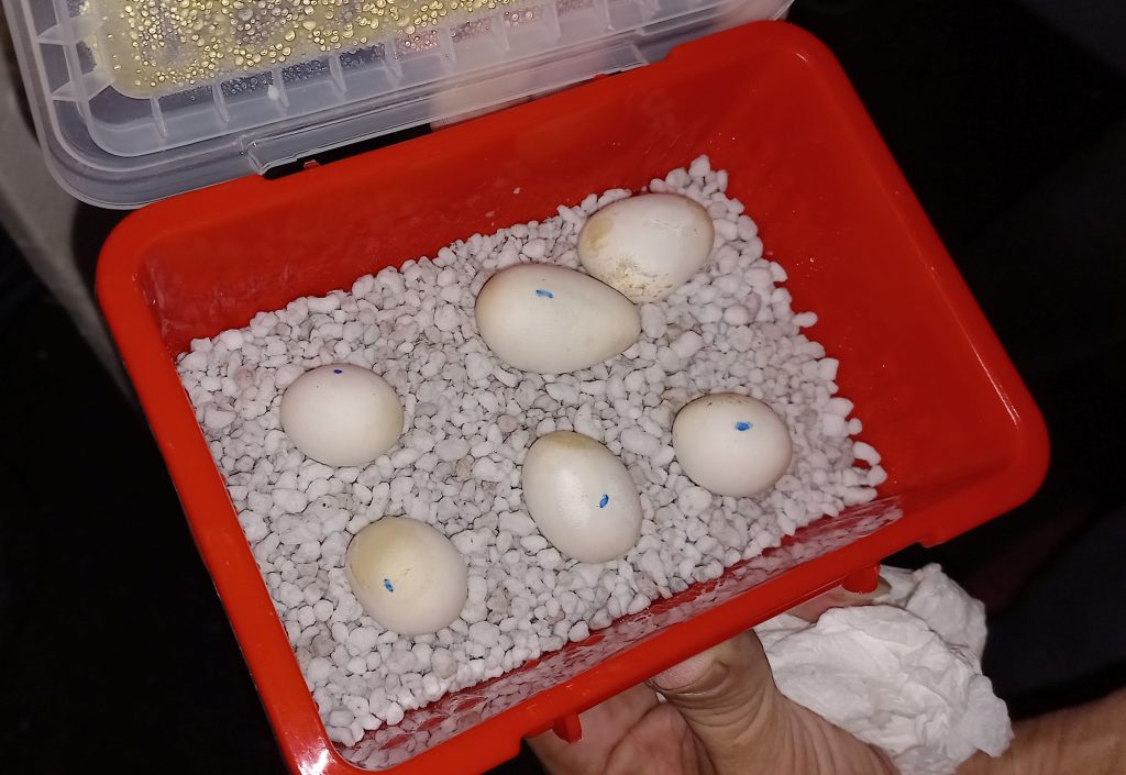 Reptile eggs