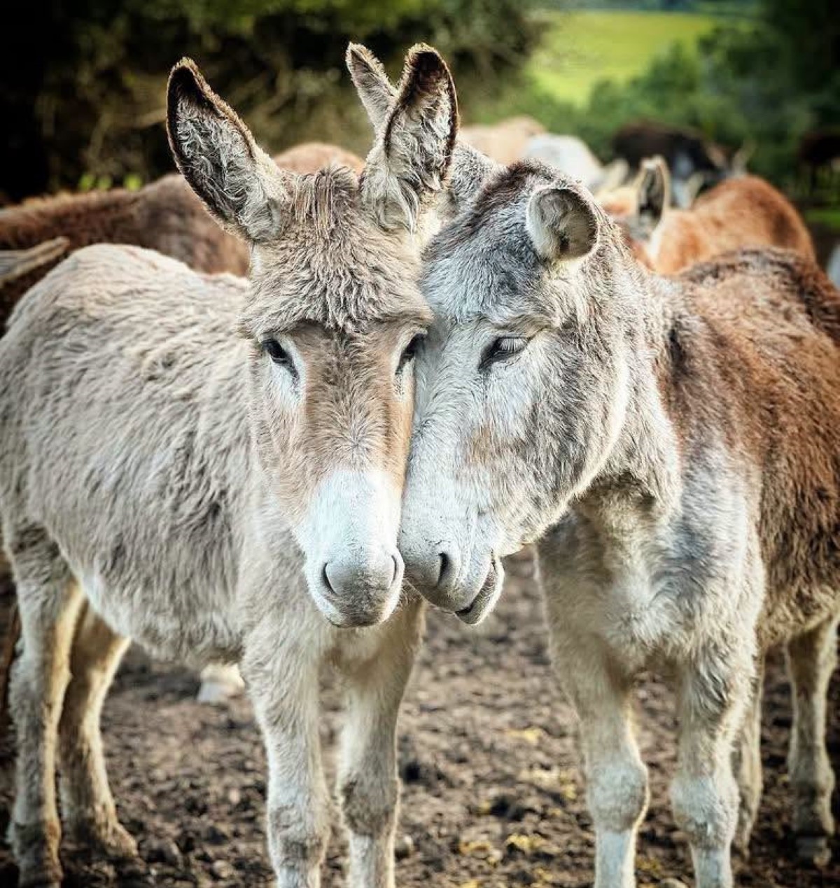 Karoo Donkey Sanctuary
