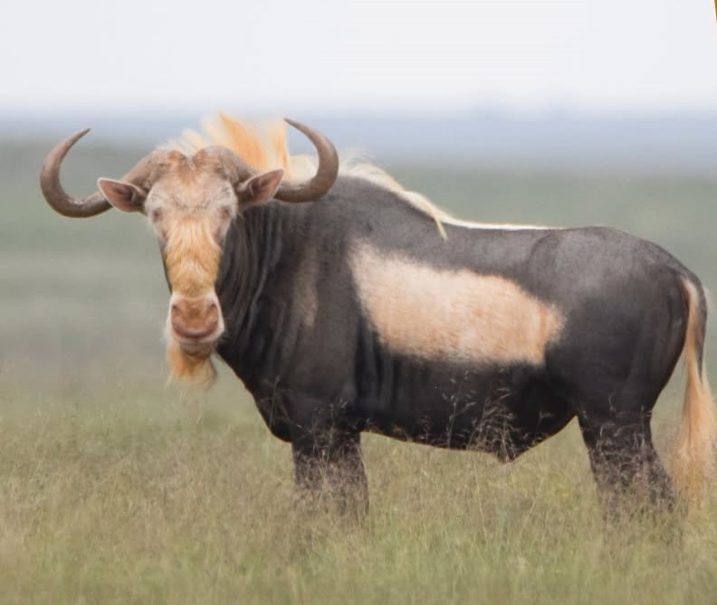 Beast, die koningswildebeesbul, is vir R2 miljoen verkoop.