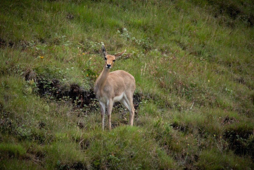 Mountain reedbuck PHOTO: Angus Burns/WWF