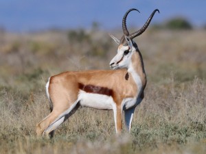 Springbokram van Noord-Kaap behaal stewige R3 miljoen op wildsveiling