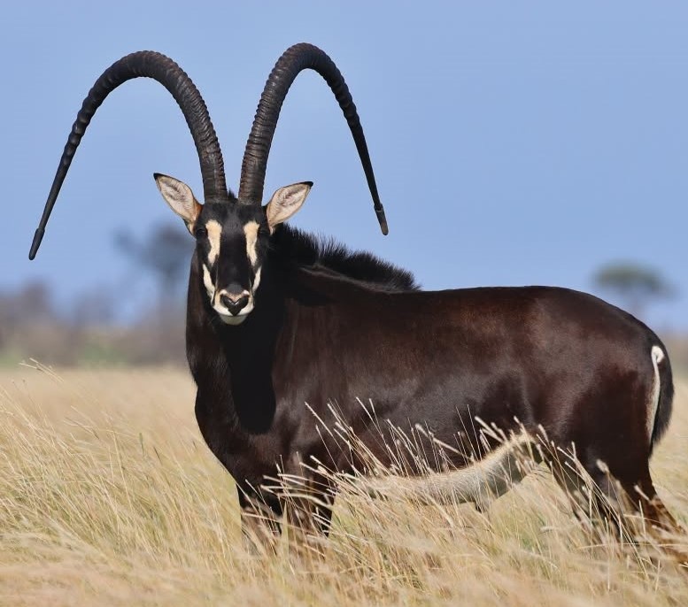 Die swartwitpensbul is vir R2,9 miljoen verkoop