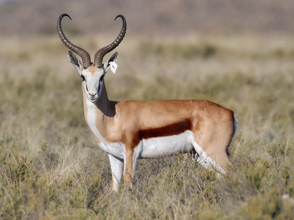 Springbokram vir R3 miljoen 