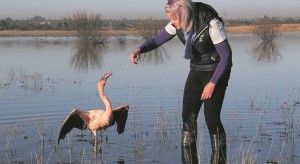 ‘Pienk trots’ | Kan Kimberley se flaminke weer nes maak?