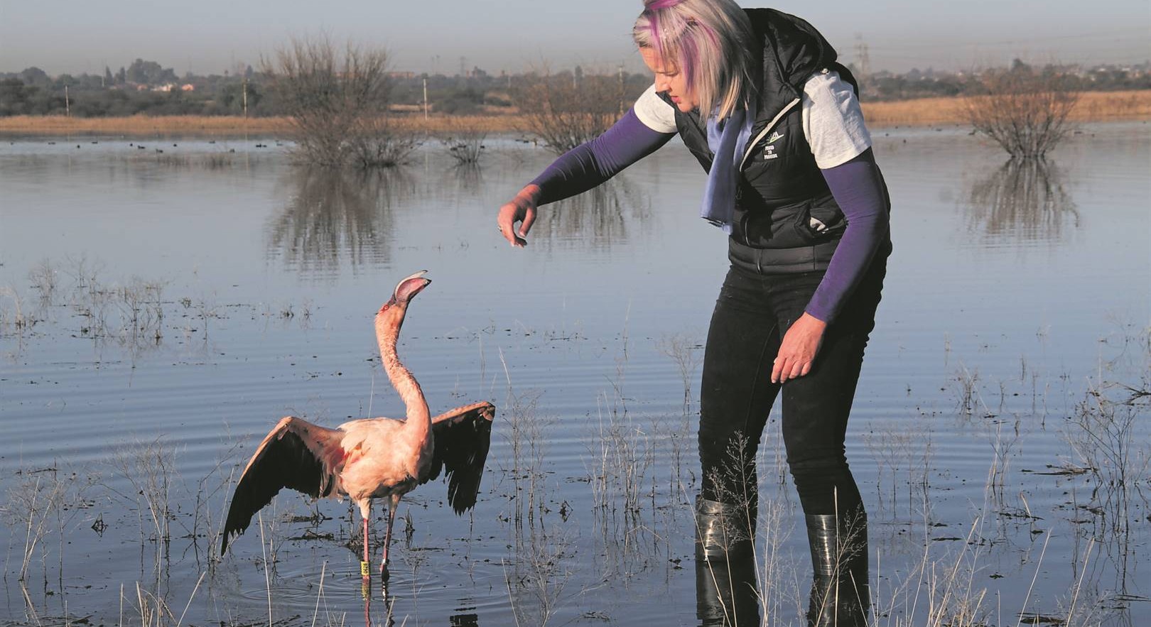 ‘Pienk trots’ | Kan Kimberley se flaminke weer nes maak?