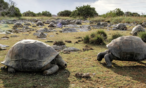 Shell yeah! Once-endangered giant tortoises population hits 180k – a record high