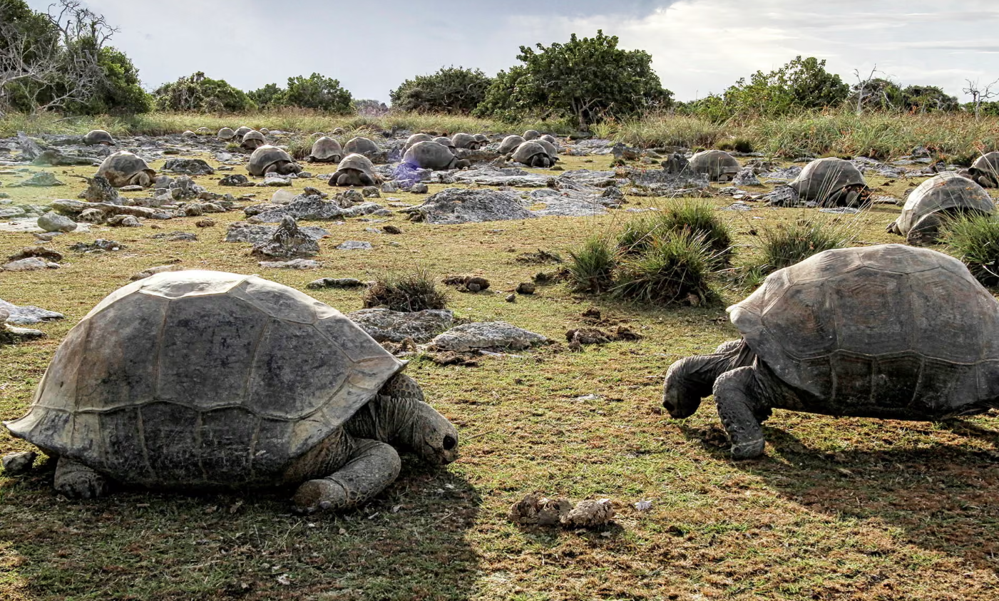 There are now more giant tortoises on Aldabra Atoll than humans.