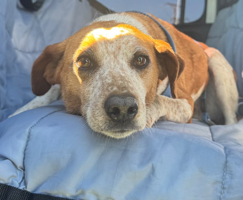 Frightened rescue dog missing after escaping Humansdorp kennels