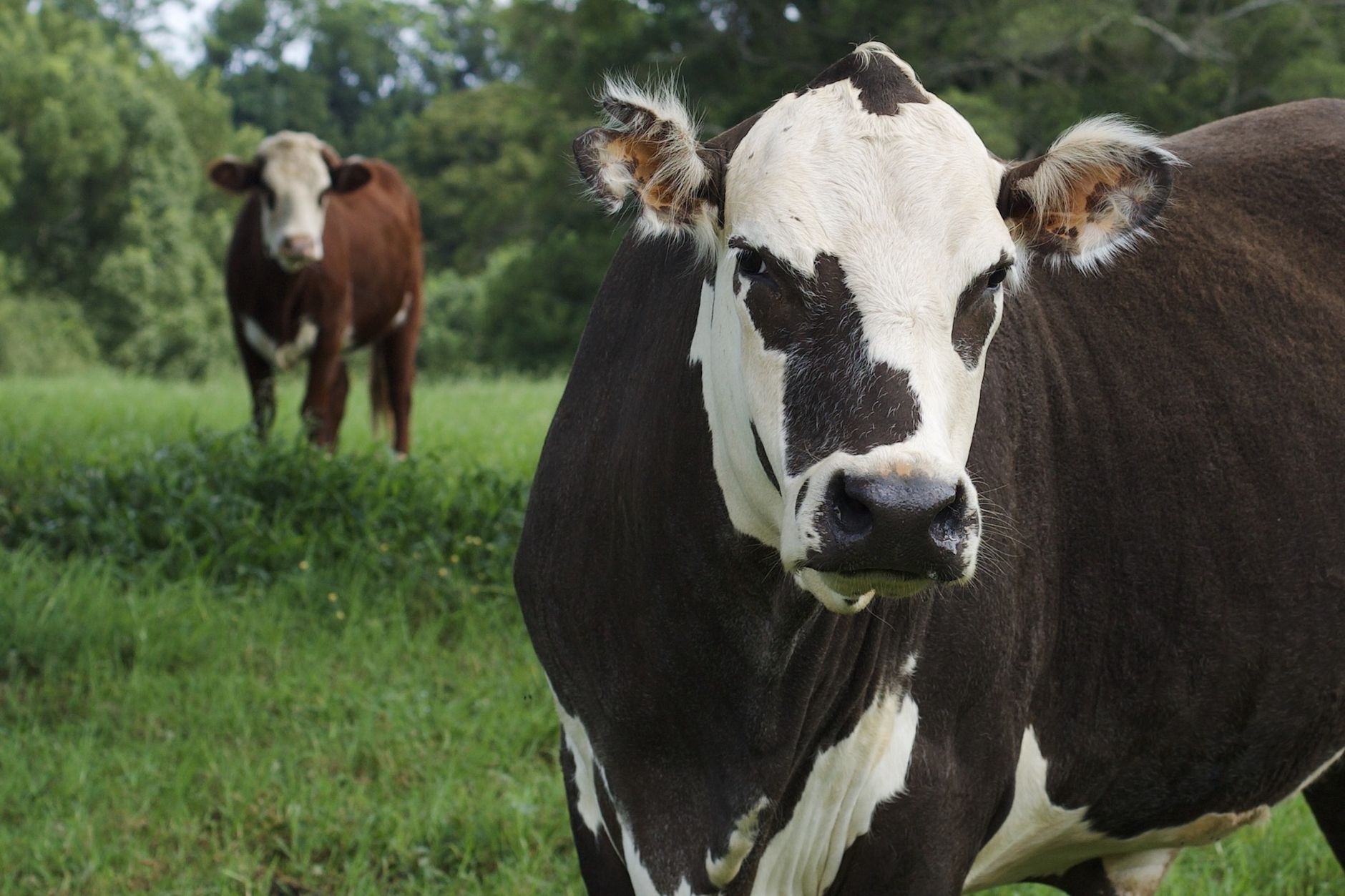 cattles on green grass field
