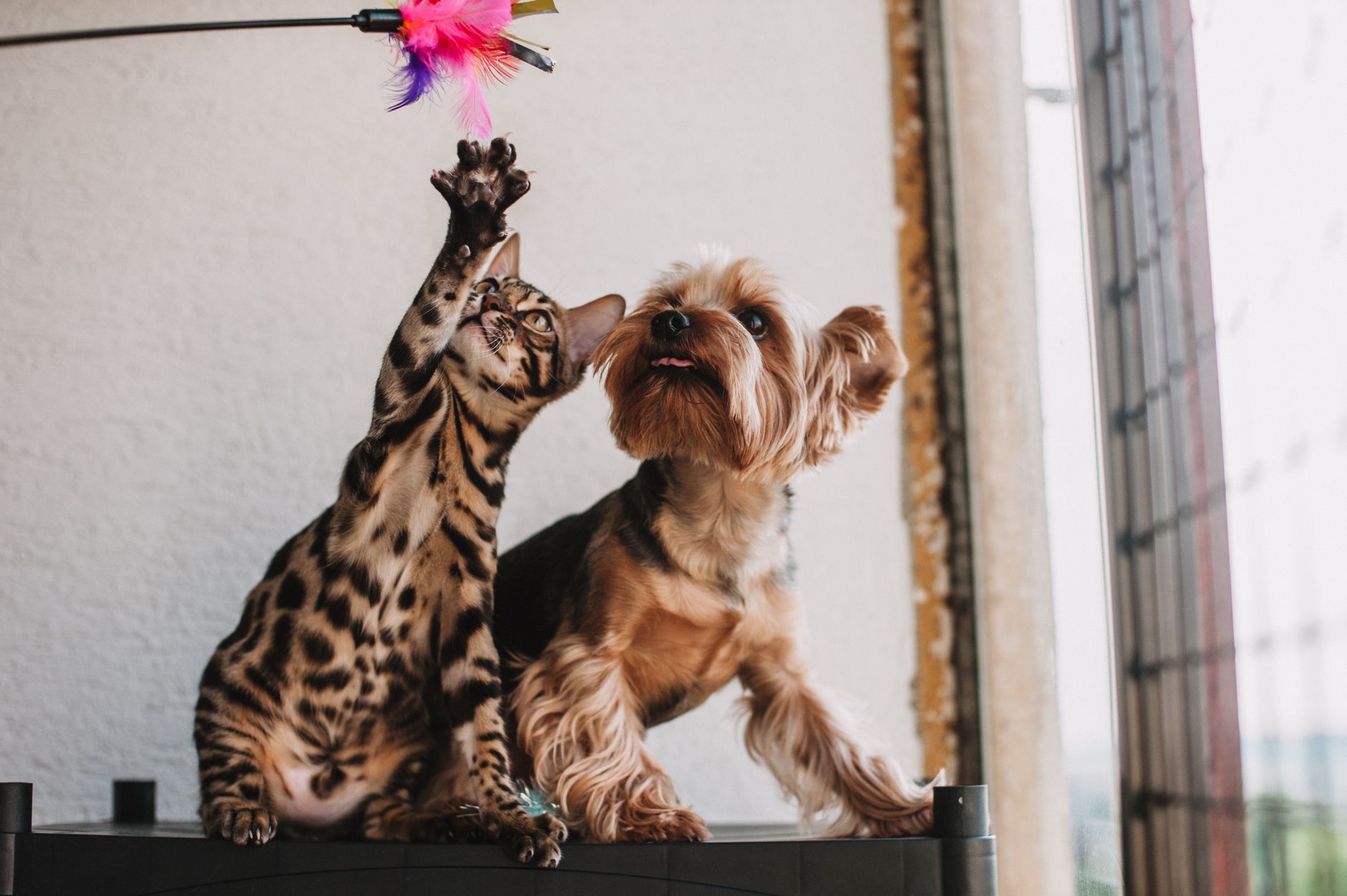 cat and dog with toy