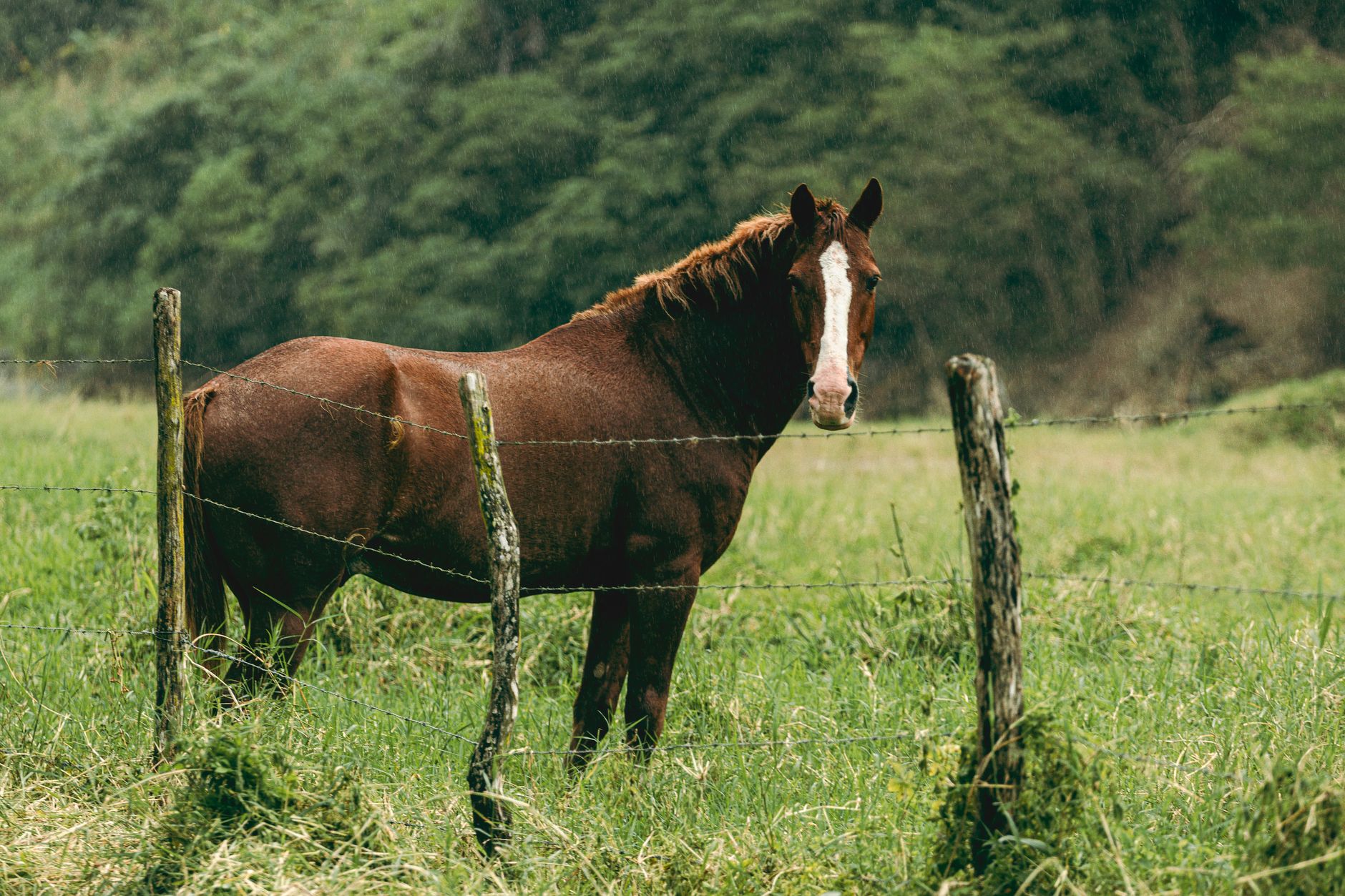 horse on pasture