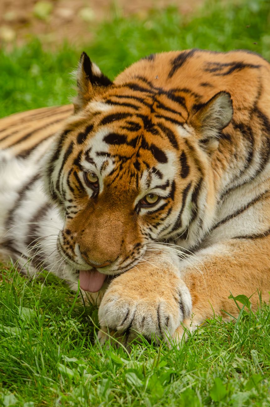 im reich des tigers