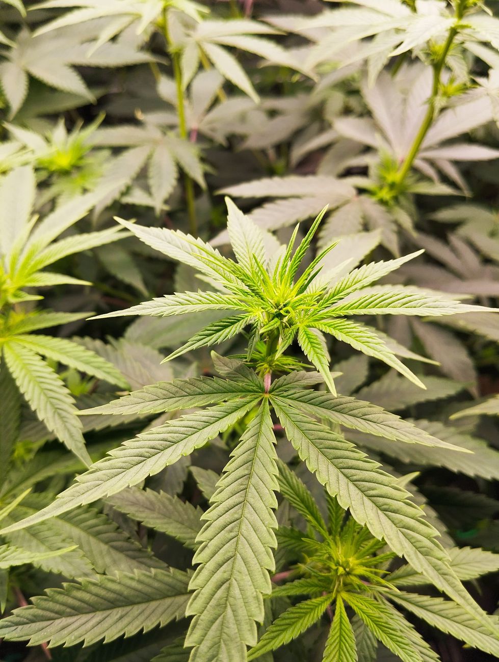 Police busts home based cannabis lab in central Paarl