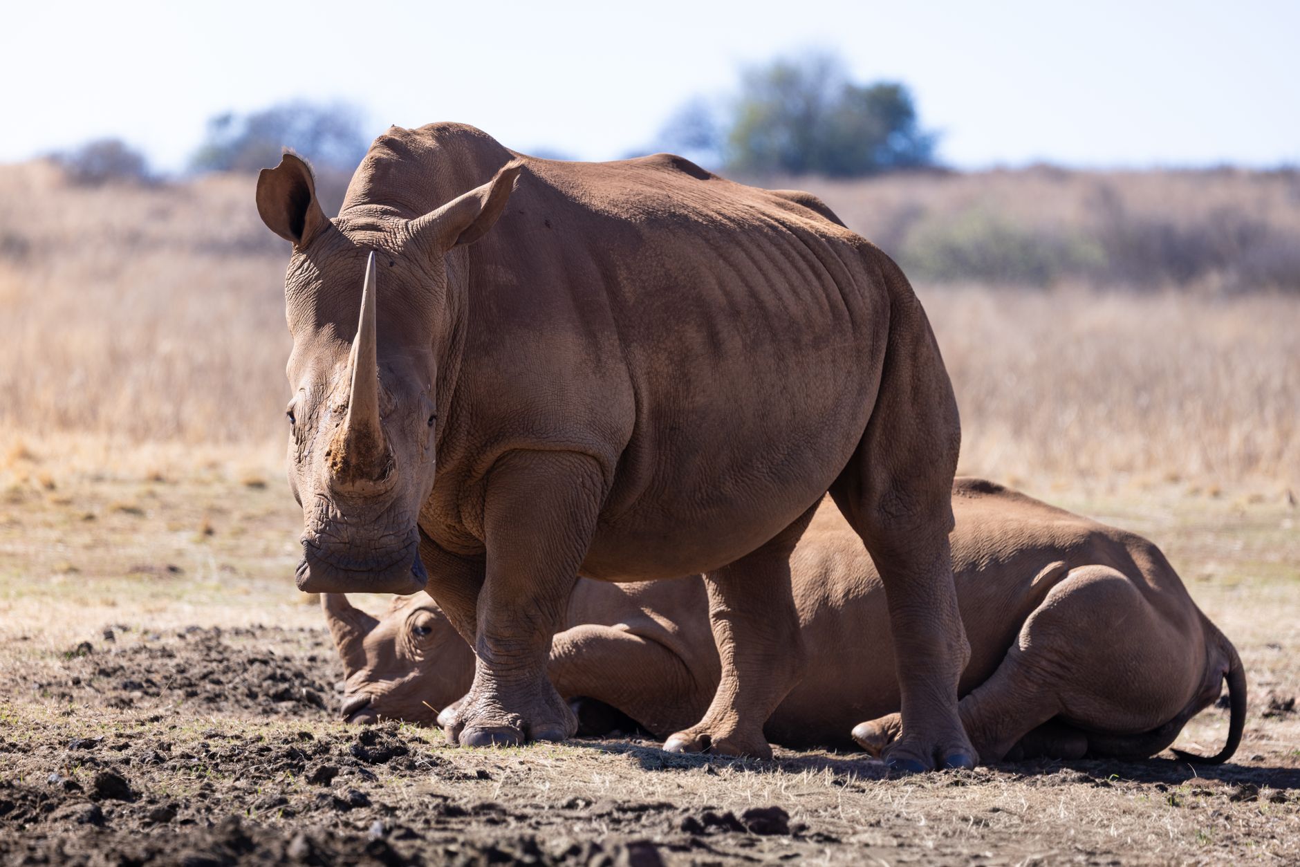 pair of southern white rhinos in wildlife habitat