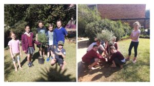 Laerskool Westwood se Natuurlewe-klub plant boompies