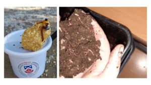 Lettie Fouché Skool se Earthworks Erdwurms projek