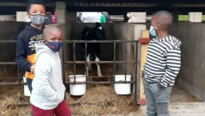 Treverton College learn more about morning milking