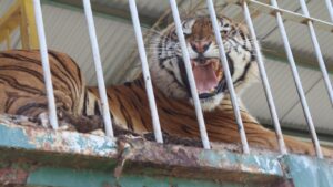Camps Bay High School Matric students involved in raising awareness for the plight of big cats in captivity in SA