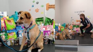 Animal Welfare – Curro Westbrook contributed to “Cause 4 paws”
